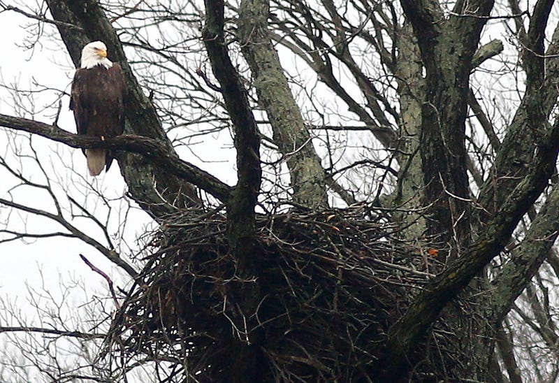 More Bald Eagle Spotting's In NE Ohio This year