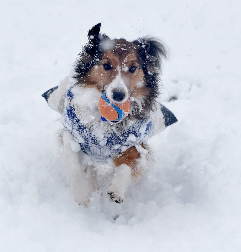 Ohio Dog License Must Be Bought Today, Or Face Fine