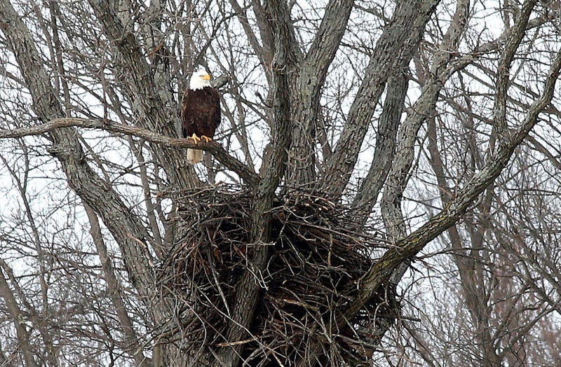 Stars & Stripes Produce Egg In Avon Lake