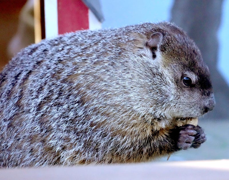Groundhog