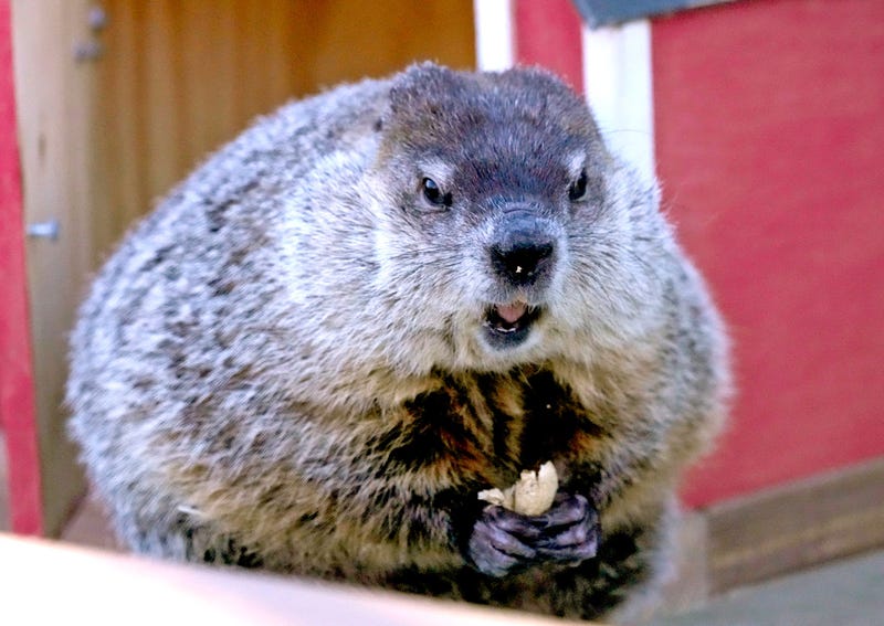 Toledo Residents Facing Problem Groundhogs In Neighborhood