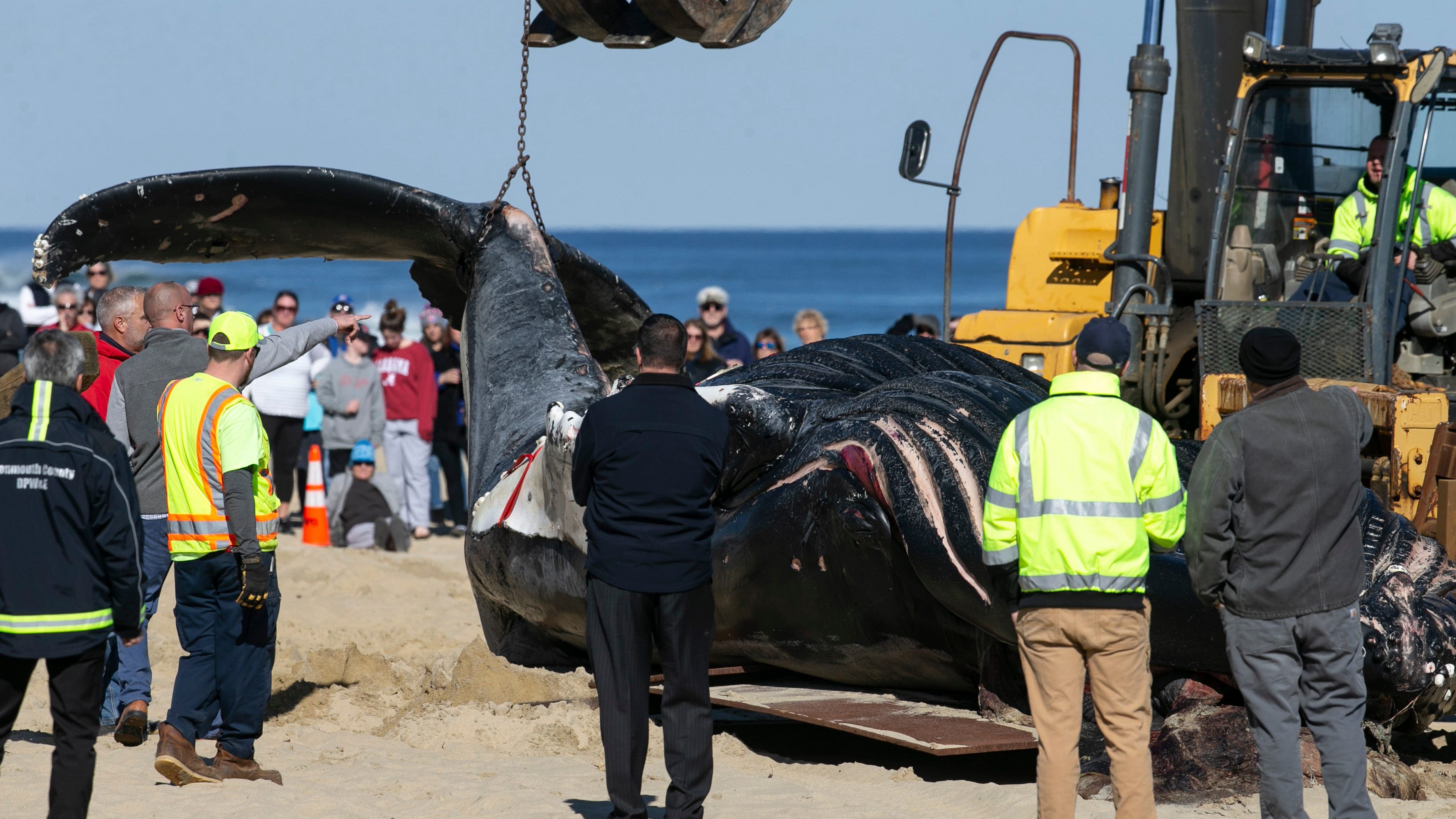 Panel: Climate change, not wind prep, is threat to whales