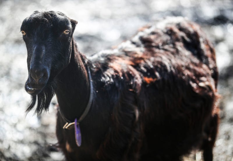 Family Finds Goat Living In Their House After Vacation