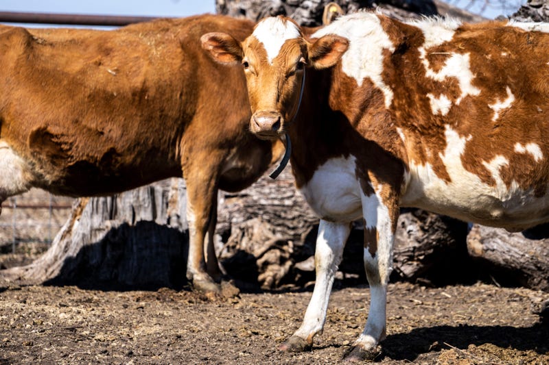 Niles Illinois Students Turn Cow Loose During Senior Prank