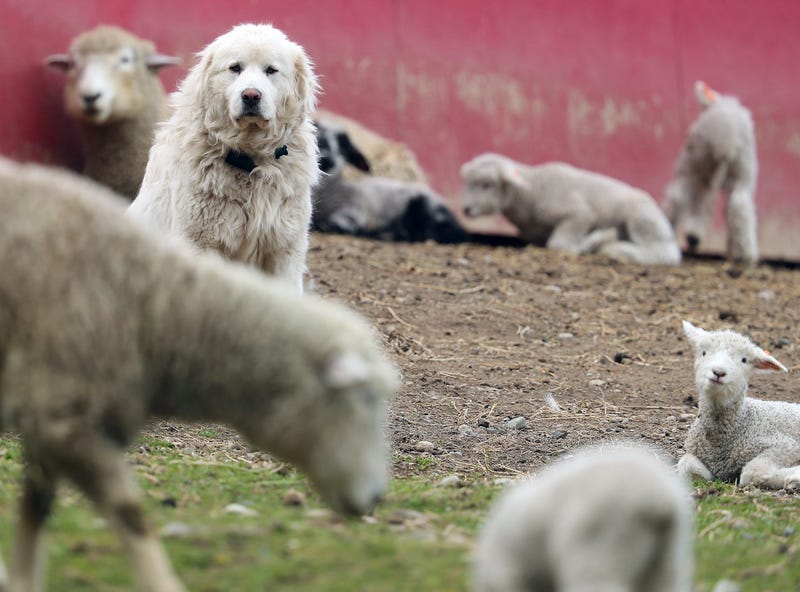 Dog & Goat Package Pet Deal Available At NC Animal Shelter