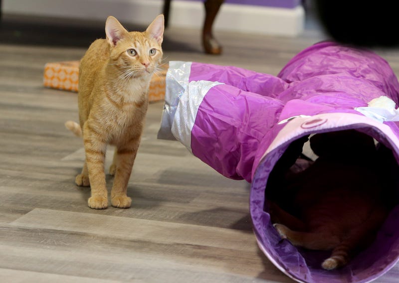 Ruby Cats Cafe In Toledo Offers Coffee With A Cat For Adoptions