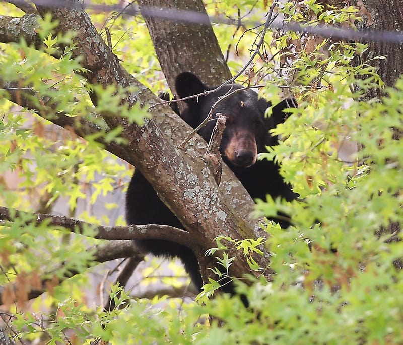 Asheville NC Man Gets Visit From A Bear Inside His Carport