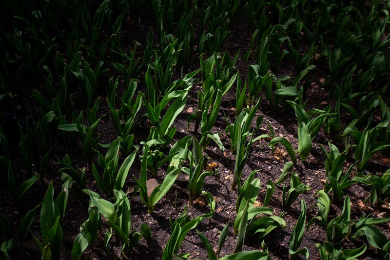 Tulips begin to bloom as Holland's Tulip Time festival fast approaches.