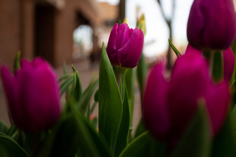 Tulips begin to bloom as Holland's Tulip Time festival fast approaches