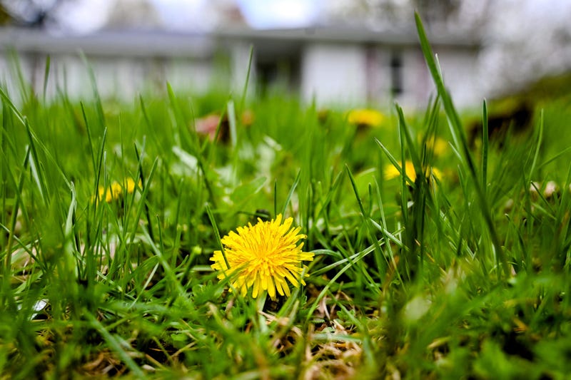 2 Men In Toledo Are Mowing Overgrown Yards For Free