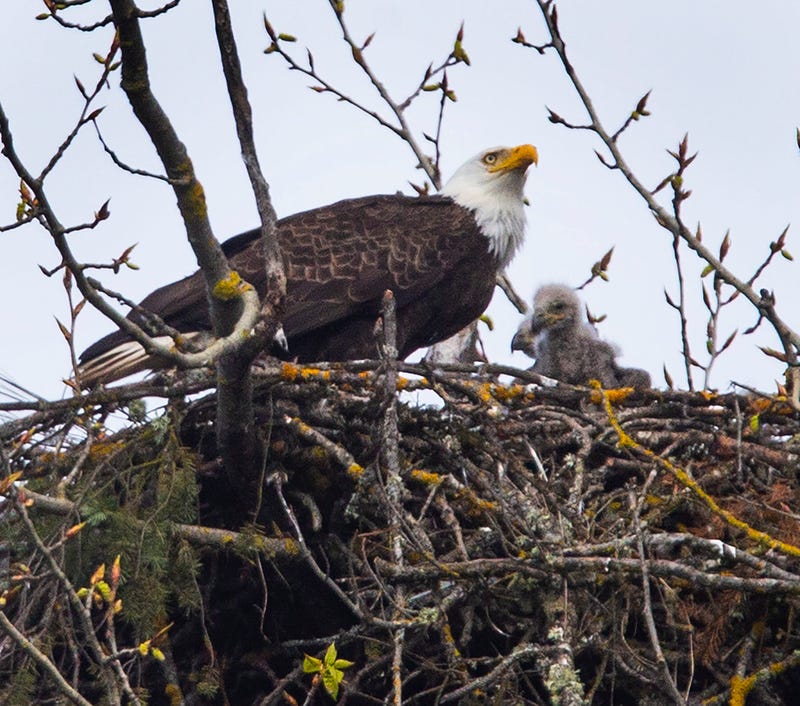Two New Eaglets-Anchor & Arrow At Redwood School Avon Lake