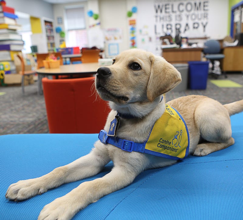 Dayton Area Paws 4 For Ability Trains Taylor Swift Named Pups