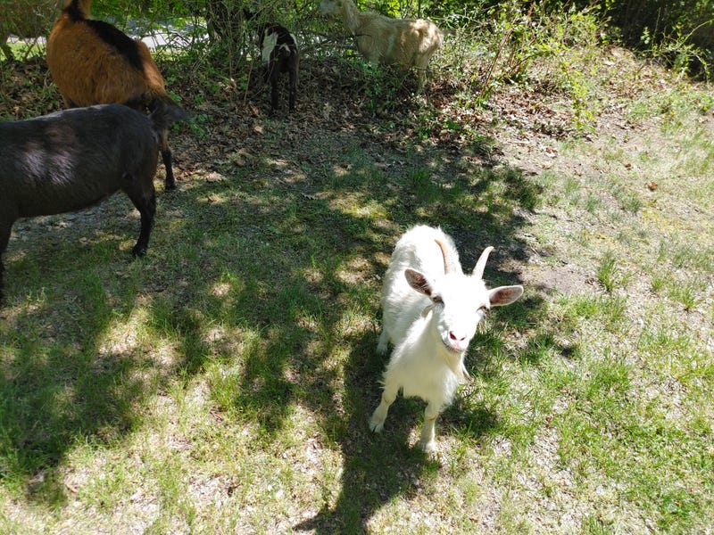 Farm Goats Eat Neighborhood Shrubs In McKinney, Texas