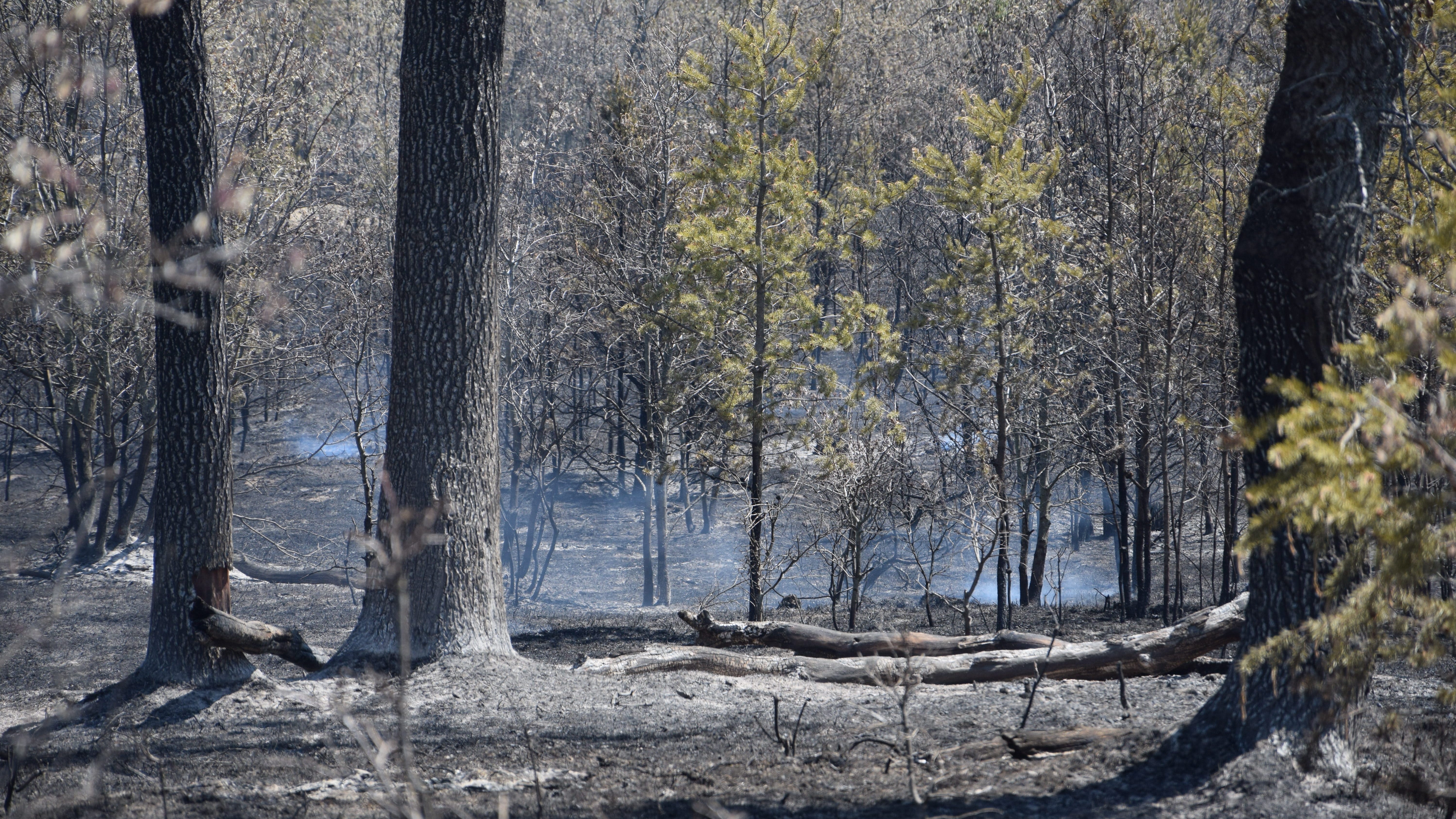 Fire crews contain 2 large forest fires in New Jersey