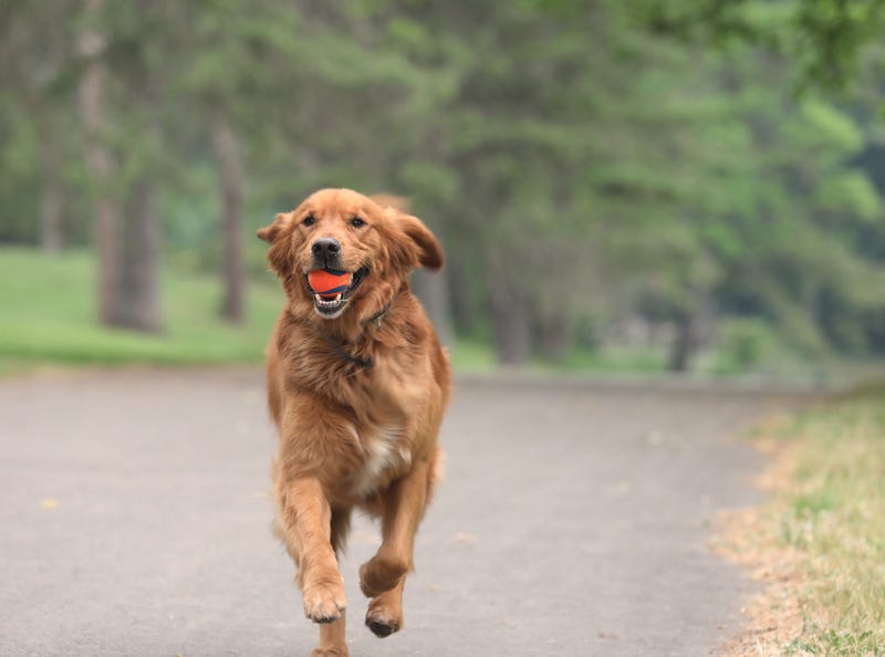 155th Anniversary Of The Golden Retriever Held In Scotland