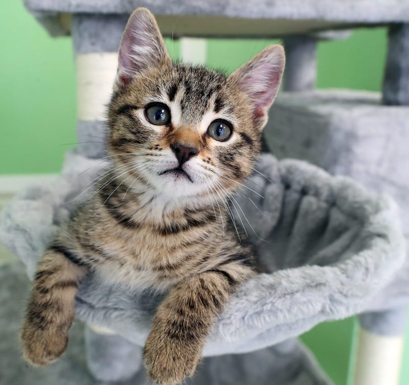 Seven Hills Man Runs Treetop Cat Rescue To Rescue Your Cat