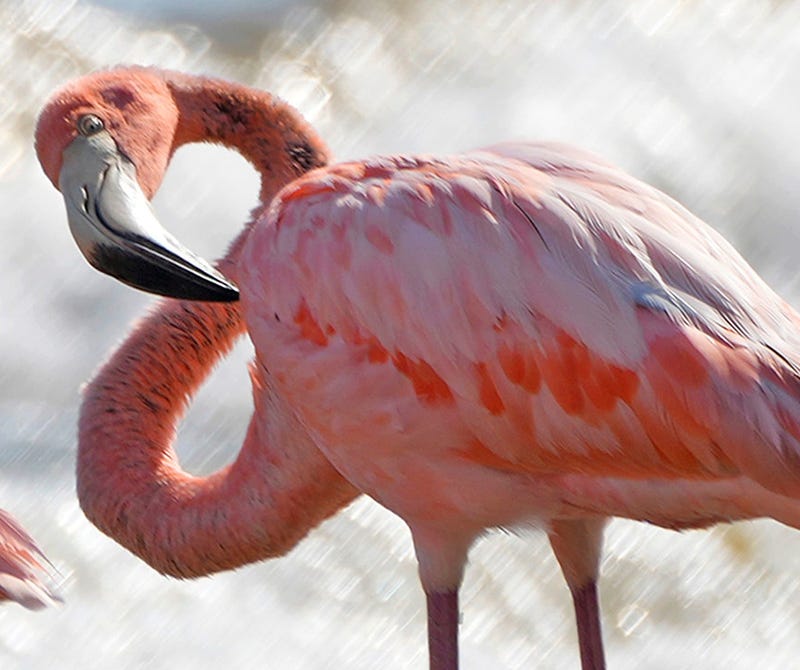 Wisconsin residents gathered in droves at a Lake Michigan beach after a flock of flamingos appeared wading in the fresh water on Friday.