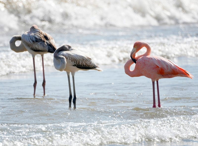 Wisconsin residents gathered in droves at a Lake Michigan beach after a flock of flamingos appeared wading in the fresh water on Friday.