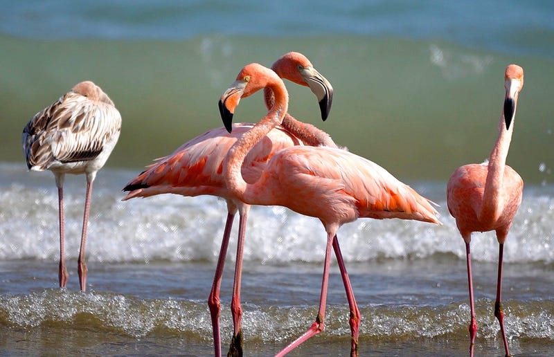 Wisconsin residents gathered in droves at a Lake Michigan beach after a flock of flamingos appeared wading in the fresh water on Friday.