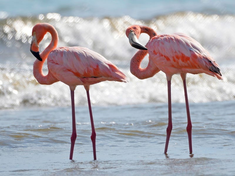 A group of flamingos are seen in Lake Michigan at Port Washington's South Beach on Friday. In all, five American flamingos, according to the Wisconsin Society for Ornithology, were gather just off the shore. It appears that three are adults and two are juveniles