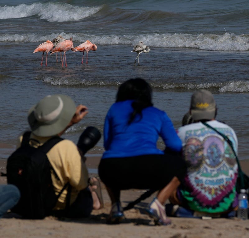 Wisconsin residents gathered in droves at a Lake Michigan beach after a flock of flamingos appeared wading in the fresh water on Friday.