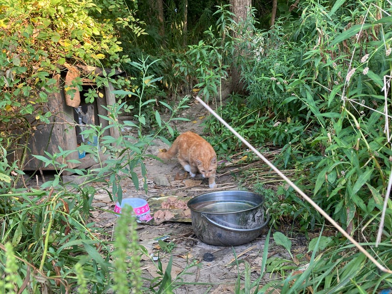 Feral Cat Problem In Strasburg Ohio Has Residents Fuming