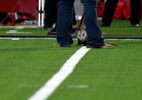 A possum is detained by animal control during the Texas Tech game against TCU, Thursday, Nov. 2, 2023, at Jones AT&T Stadium