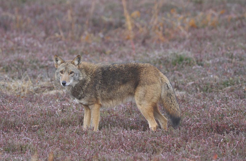 It's Coyote Mating Season Through February In Ohio