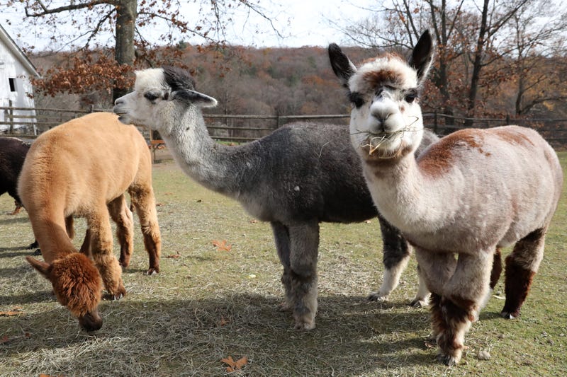 Donate Your Christmas Trees At Port Clinton Wildlife Park