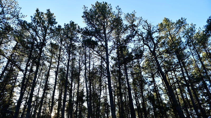 Trees line Washington Turnpike in the Pine Barrens on Dec. 20, 2023