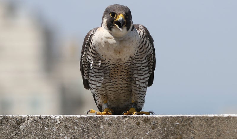 Falcons Keep Detroit Clean Of Poo Before NFL Draft