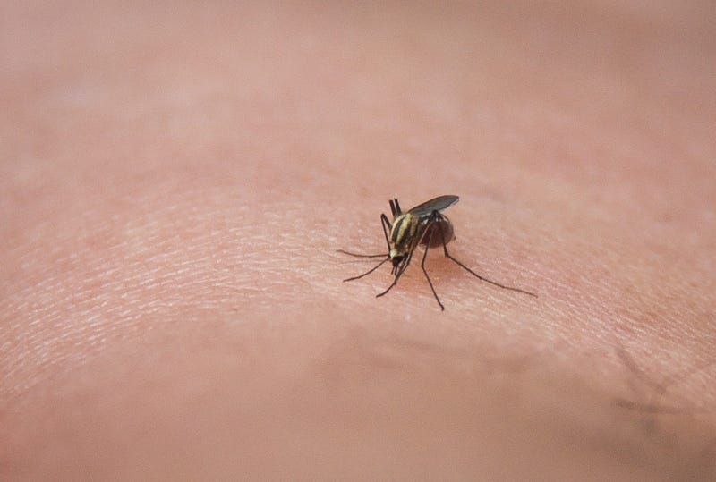 mosquito