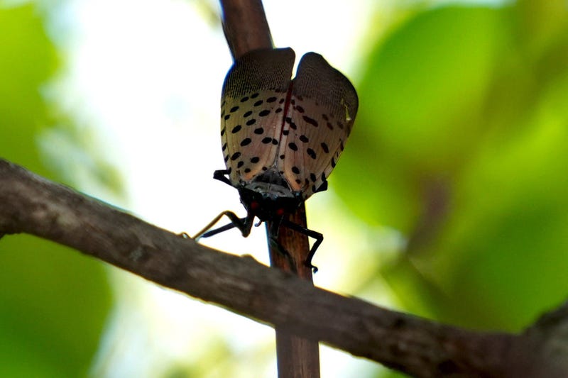 Spotted Lantern Fly Adult Stage