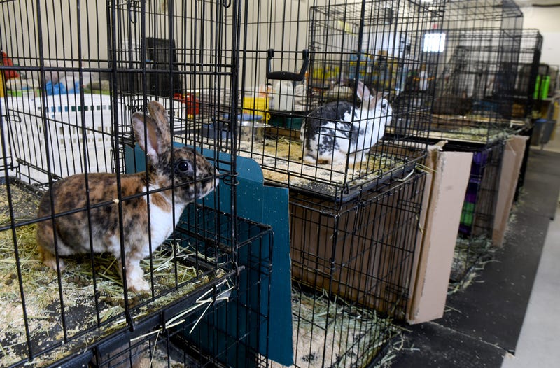 Rebel Rescue Ranch In Berlin Center Is Caring For 61 Rabbits