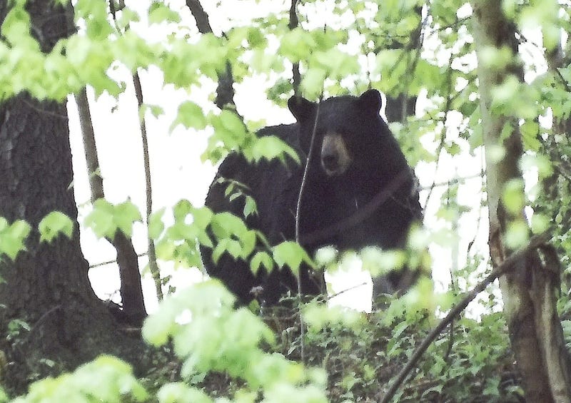 A black bear is pictured in White Plains, New York, on June 6, 2024