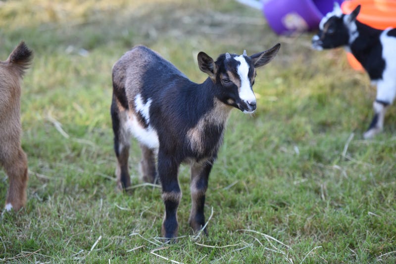 Several Goats, Just Like Camels Last Week Got Loose At Cedar Point