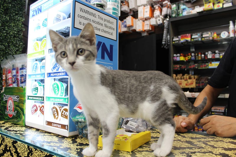 In Manhattan's Hells Kitchen neighborhood, a 9th Avenue bodega cat.