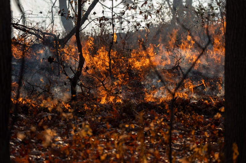 A fire lit by members of the New Jersey Forest Fire Service burns alongside Palisades Interstate Parkway in Englewood Cliffs on Friday, Nov. 8, 2024. Back burning is a method used by firefighters to prevent a wild fire from extending.
