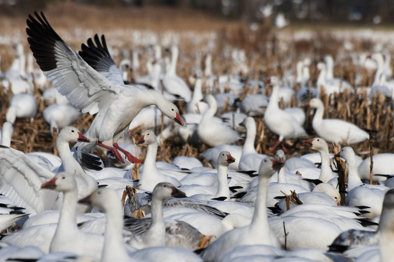 snow geese