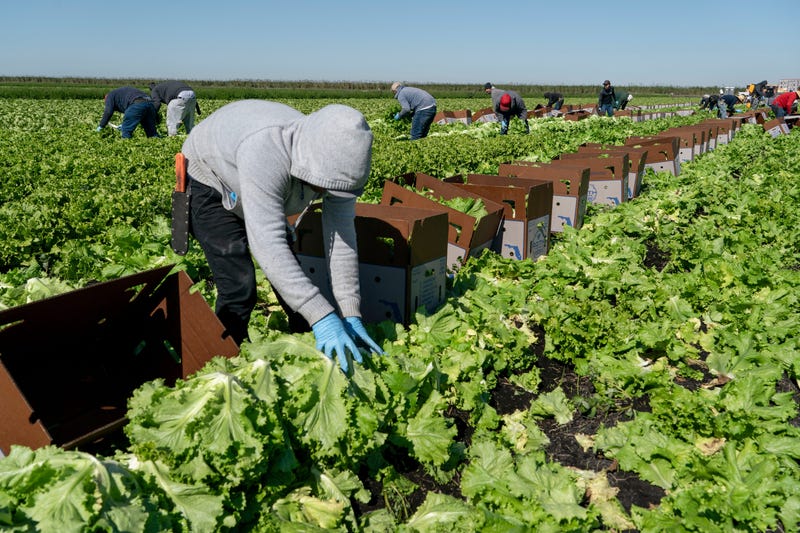 Agriculture Secretary Brooke Rollins said Tuesday that Medicaid work requirements and farm automation could help ease labor shortages caused by President Donald Trump’s immigration crackdown.