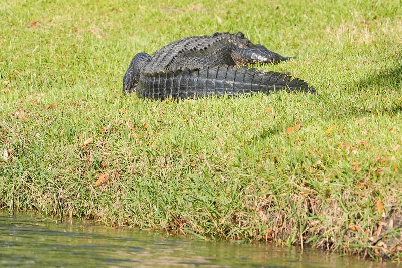 Apr 18, 2025; Hilton Head, South Carolina, An alligator gets some sun near the second fairway during the second round of the RBC Heritage golf tournament. 