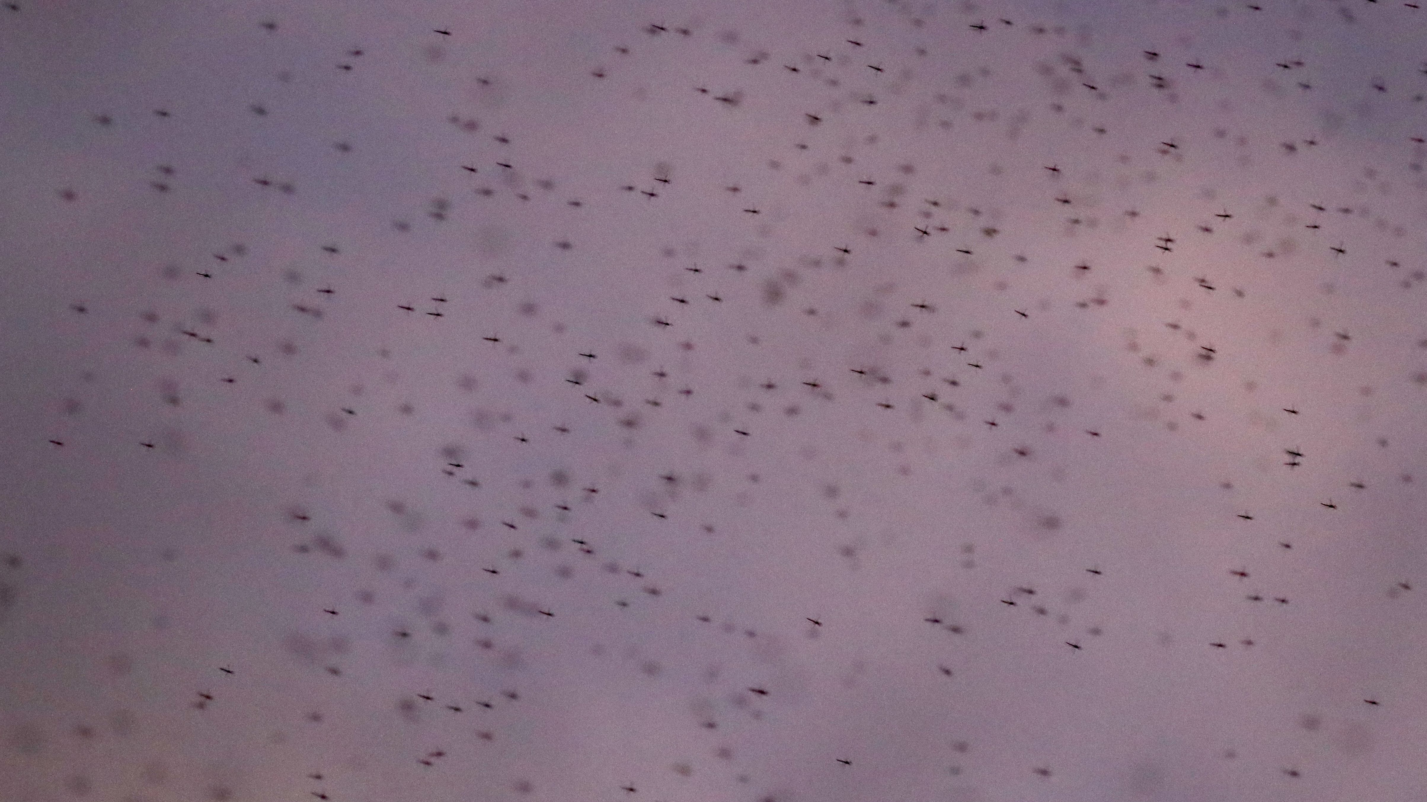 It's raining midges: tiny insects similar to mosquitos take over lakefront