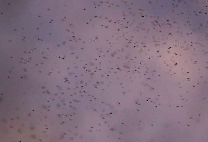 midges