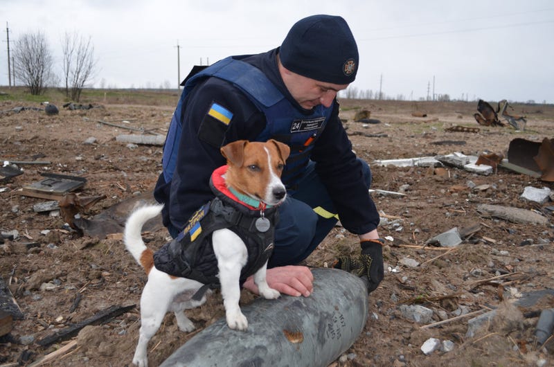 bomb sniffing dog in Ukraine