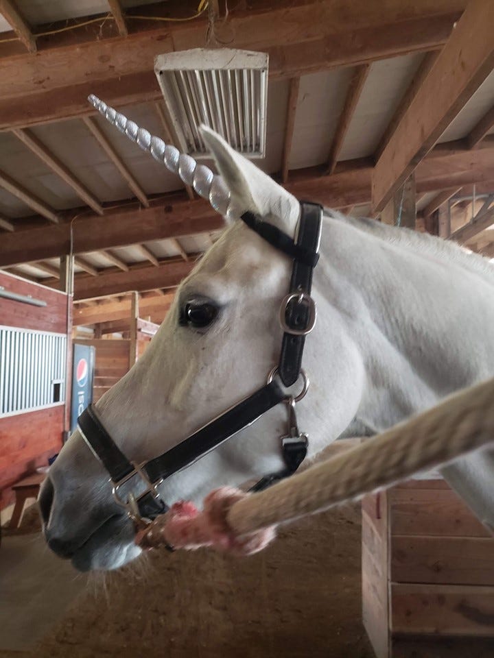 Lenny the Unicorn