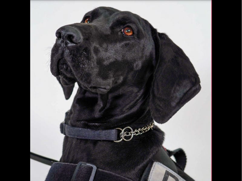 Among the featured canines in the TSA 2024 Canine Calendar is Gina from LaGuardia Airport, representing New York.
