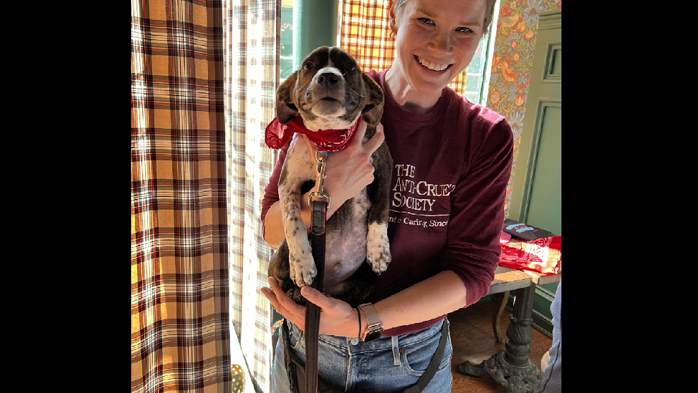Chicago’s Puppy Bowl pits Wicker Park Woofers against Bucktown Bow-Wows