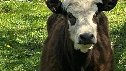 Cow set loose in Niles for senior prank has a new name
