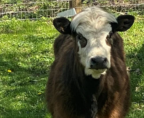 Blossom the cow.