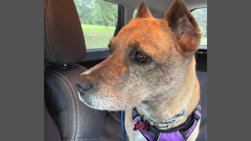 Brown dog on a car ride